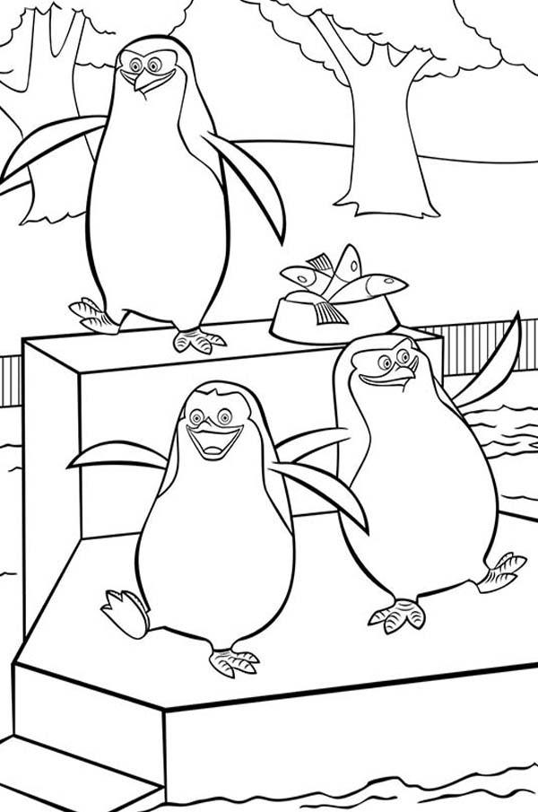 madagascar coloring pages penguin - photo #17