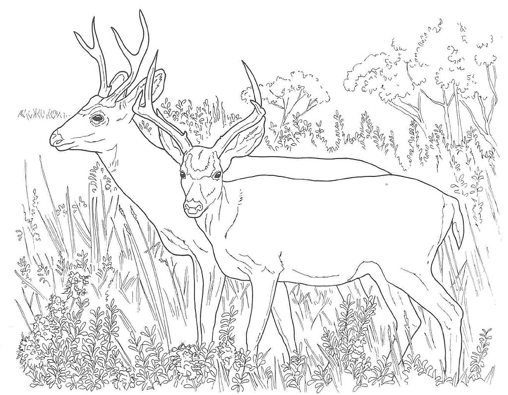 Download Ruminant mammal Deer 20 Deer coloring pages | Free Printables