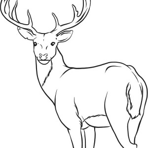 Ruminant mammal Deer 20 Deer coloring pages | Free Printables
